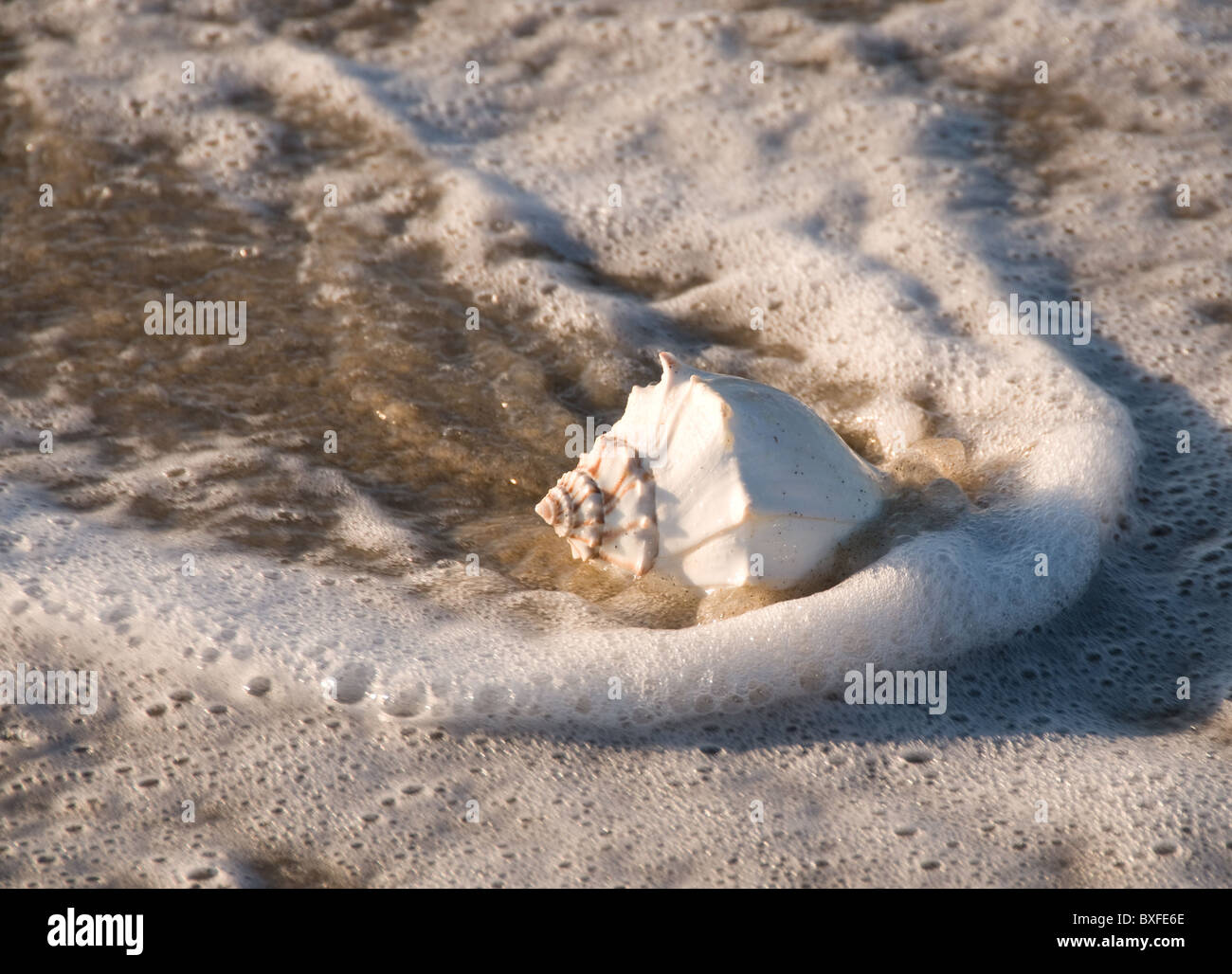 Große Muschel am Strand, umgeben von Wasser und Schaum. USA Stockfoto