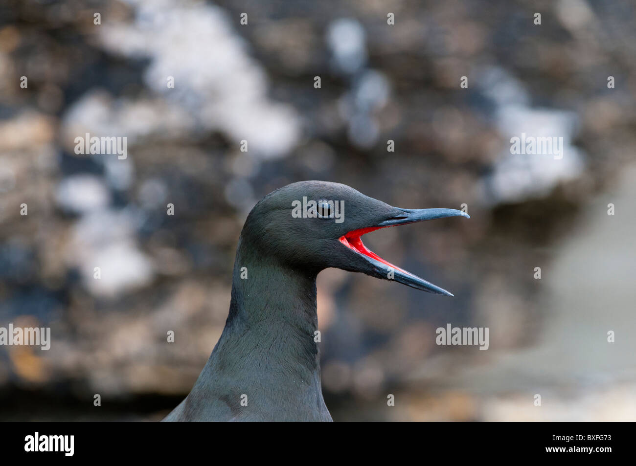 Schwarz Trottellummen (Cepphus Grylle) Stockfoto