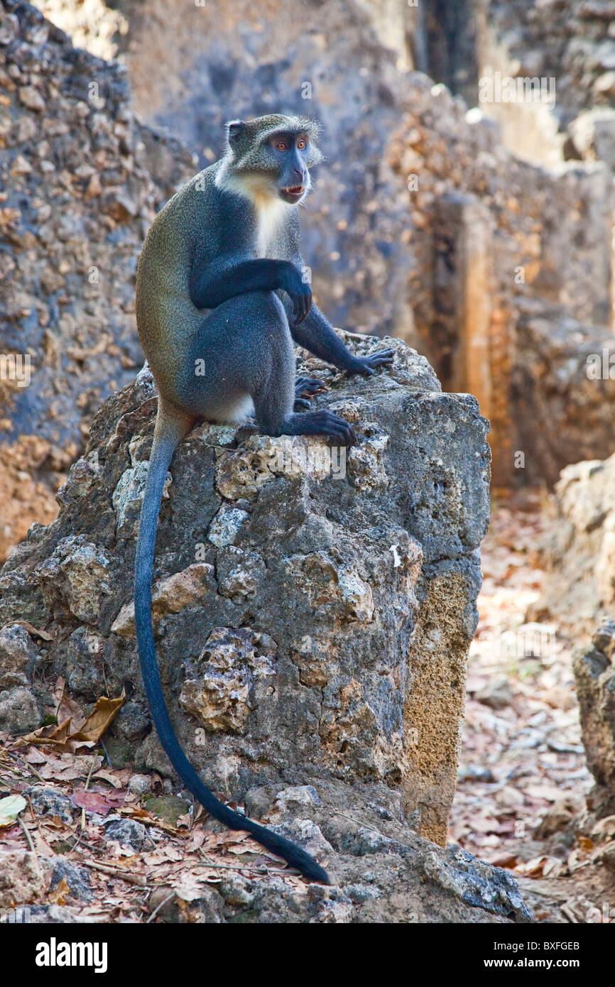 Sykes Affen, Ruinen von Gedi oder Gede, Swahili Altstadt, Watamu, Kenia Stockfoto