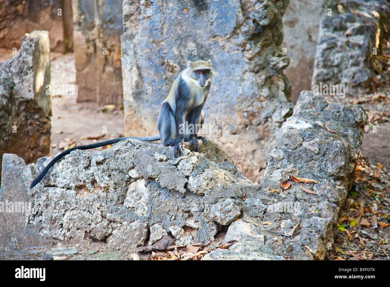 Sykes Affen, Ruinen von Gedi oder Gede, Swahili Altstadt, Watamu, Kenia Stockfoto