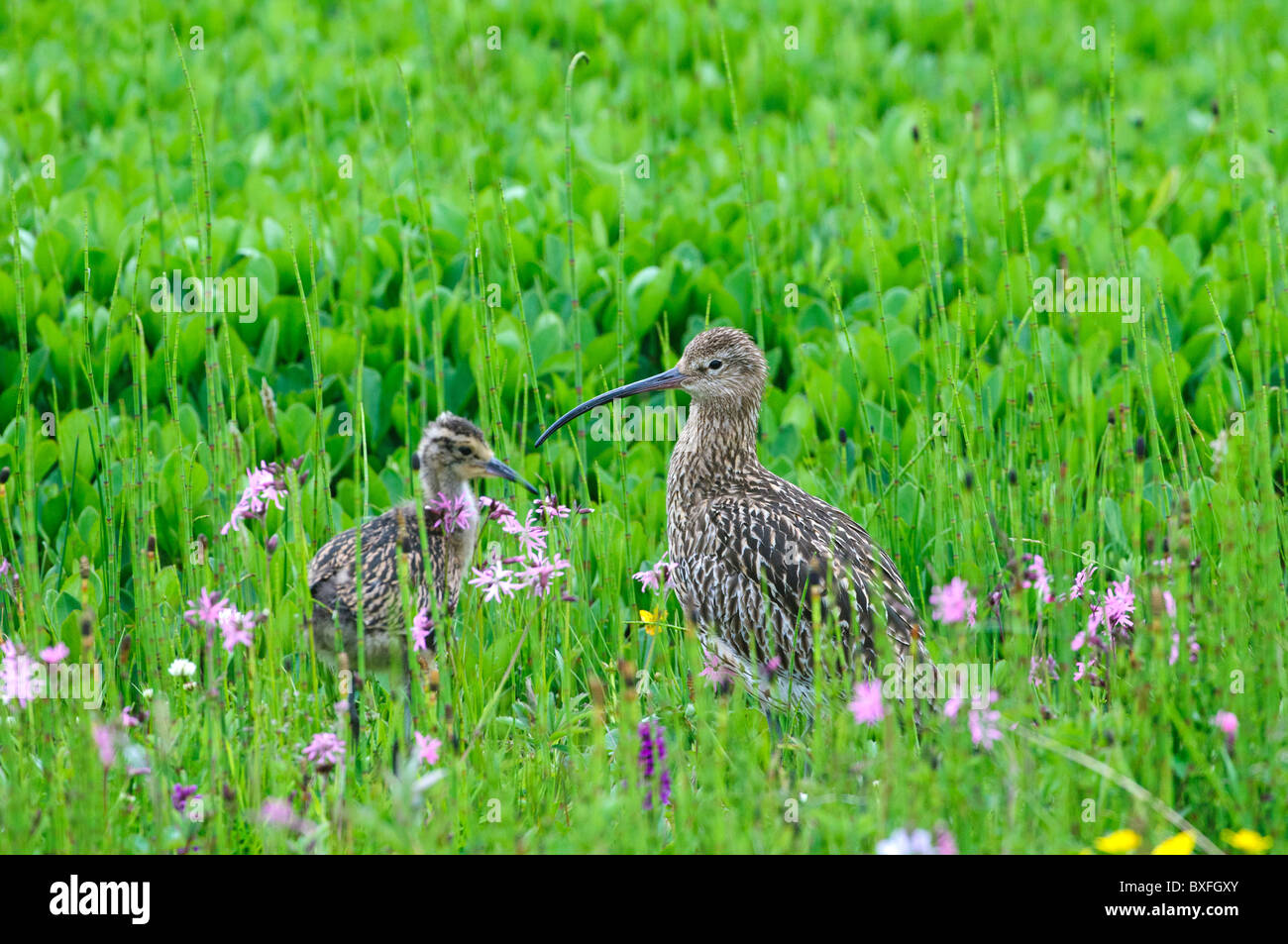 Brachvogel (Numenius Arquata), Erwachsene in der Wiese mit Küken Stockfoto