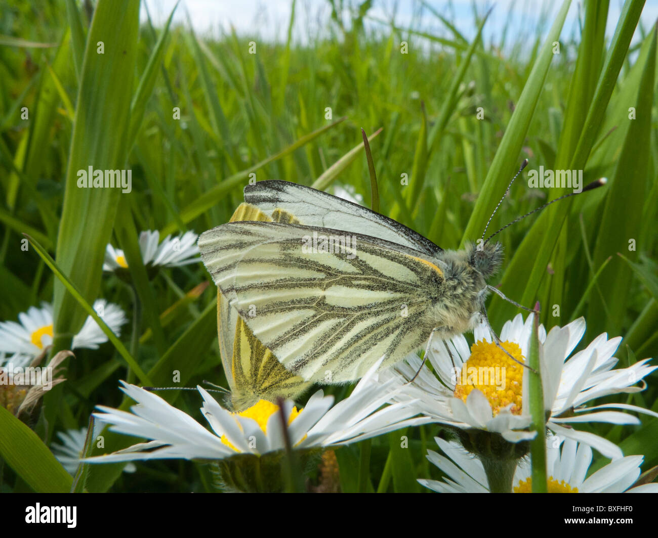 Grün-veined weiß (Pieris Napi) Schmetterling, Paarung paar Stockfoto
