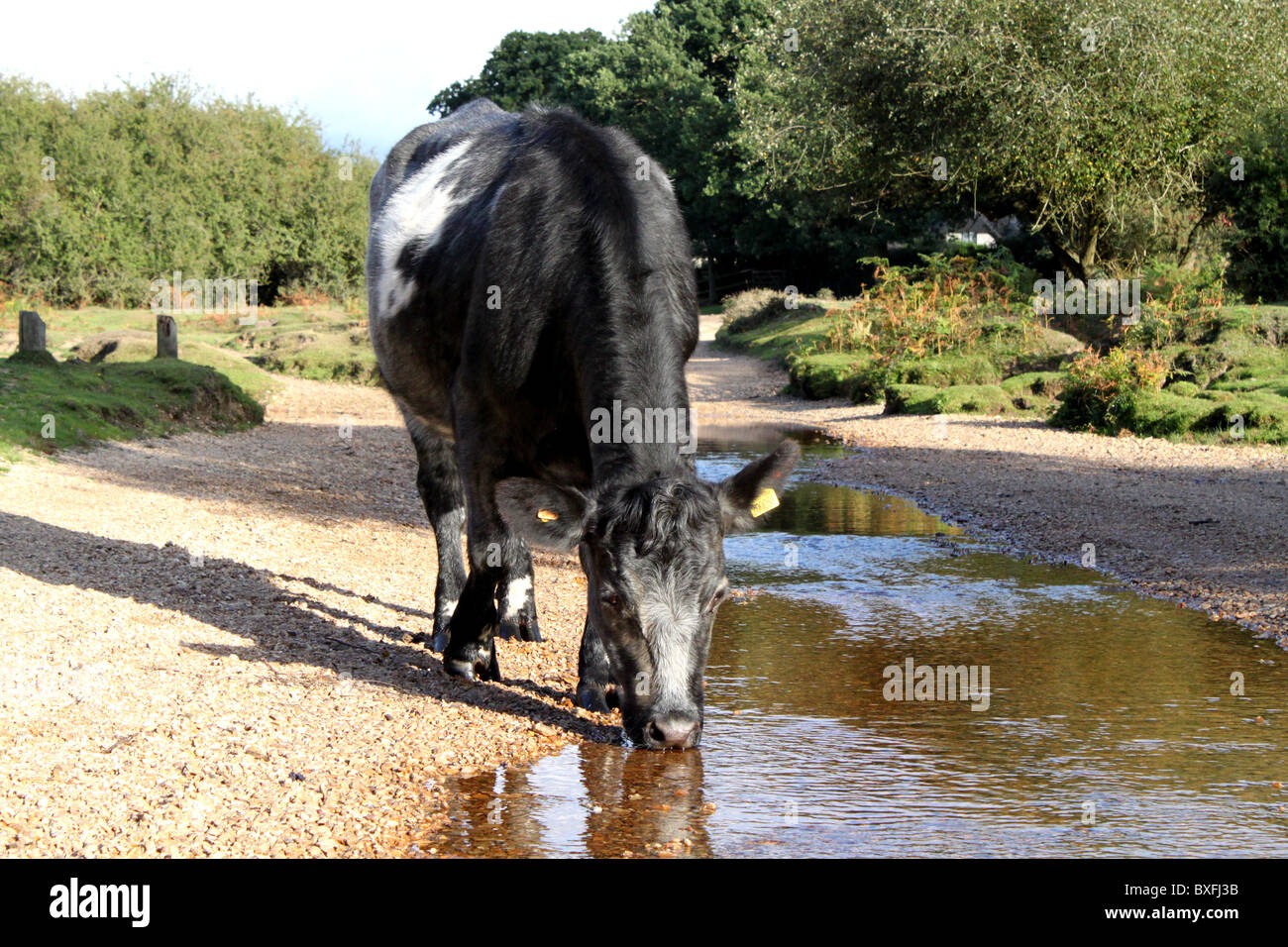 Kuh trinken aus einem kleinen Bach. Stockfoto