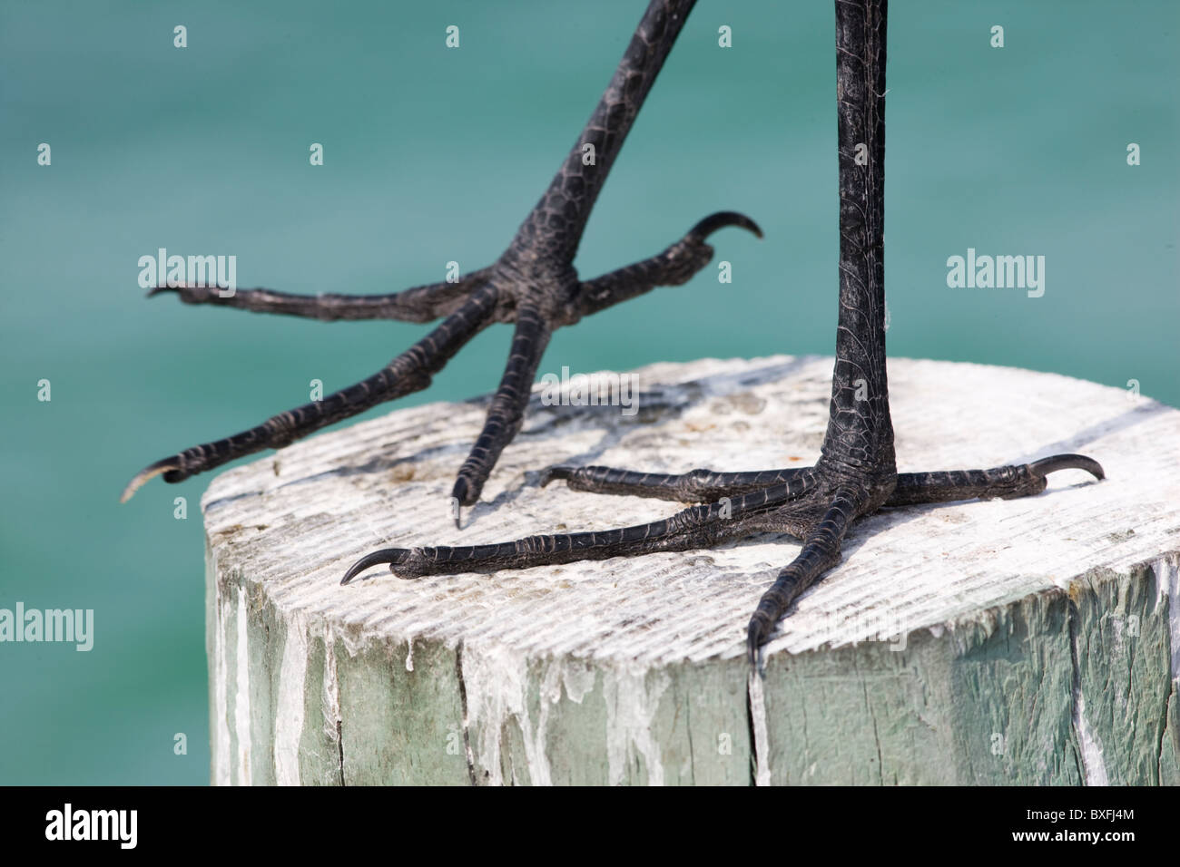 Silberreiher, Ardea Alba, auch bekannt als der Silberreiher oder gemeinsame Egret, Anna Maria Island, Florida, USA Stockfoto