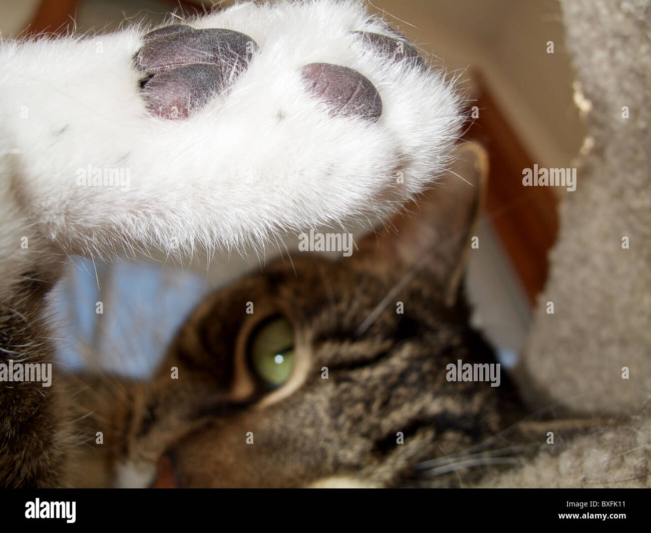 Braun Tabby Katze. Hinterpfote erhoben, spielen. Stockfoto
