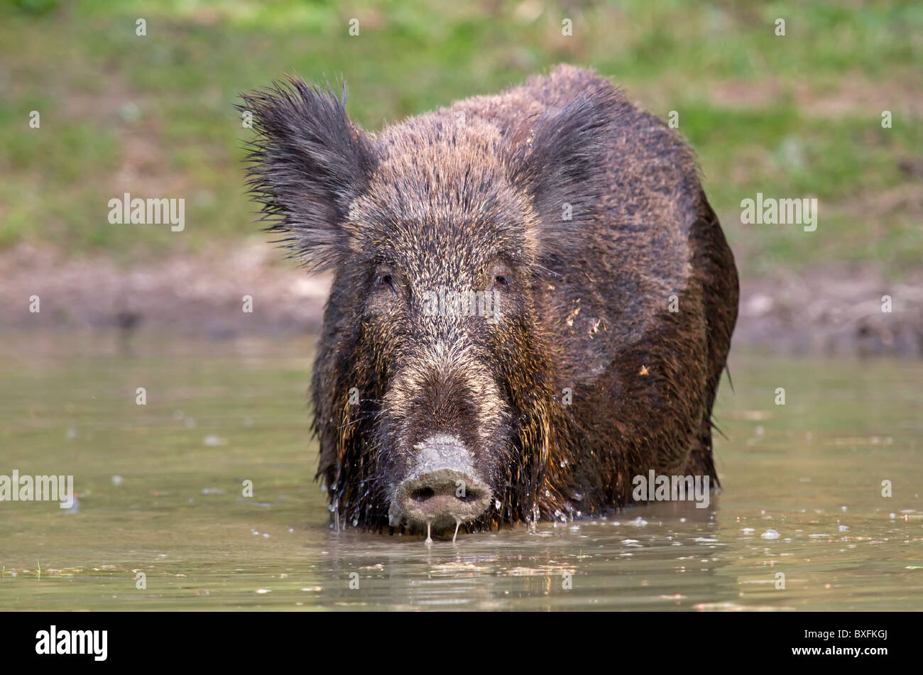 Wildschwein im Wasser - Sus scrofa Stockfoto