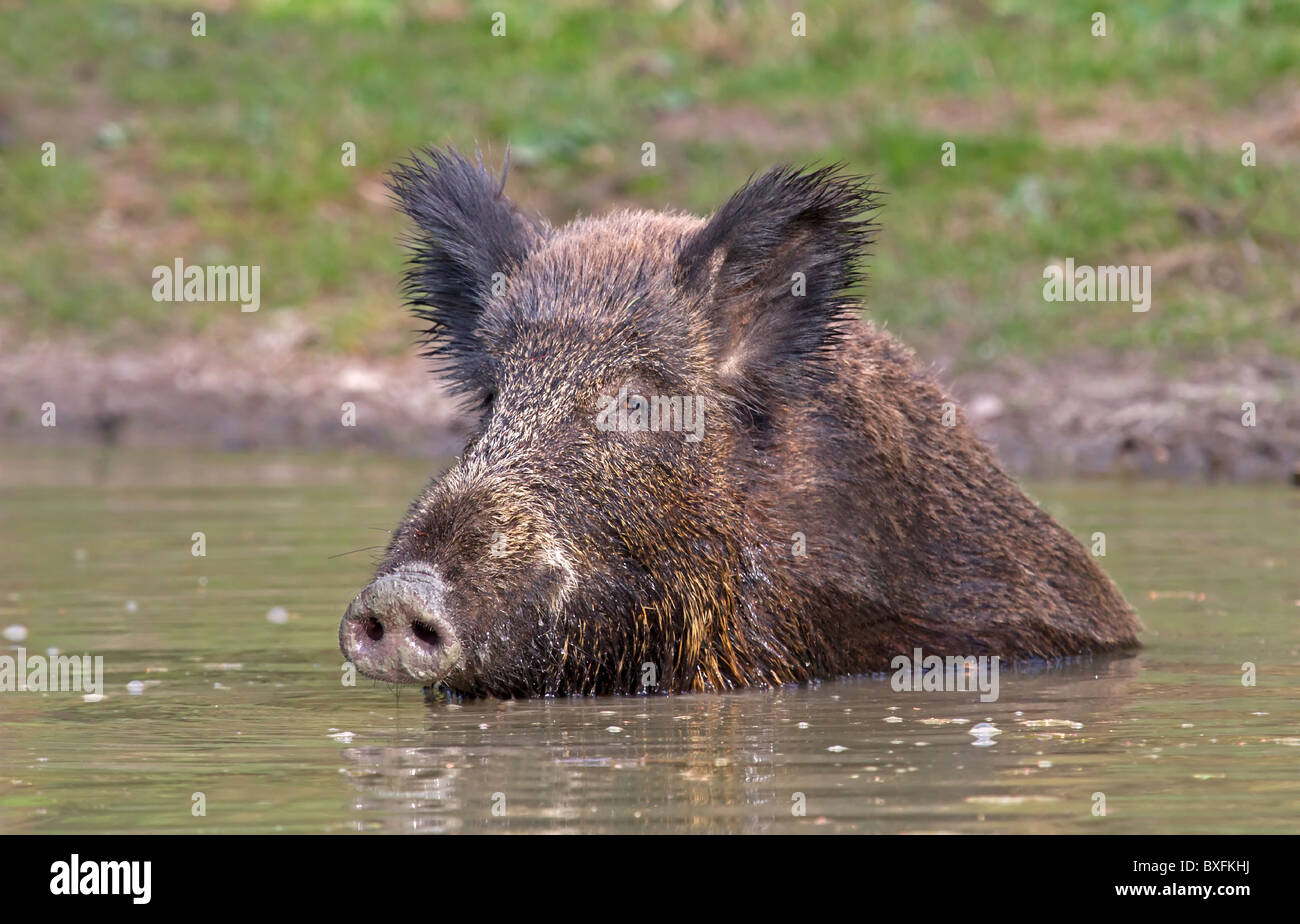 Wildschwein im Wasser - Sus Scrofa Baden Stockfoto