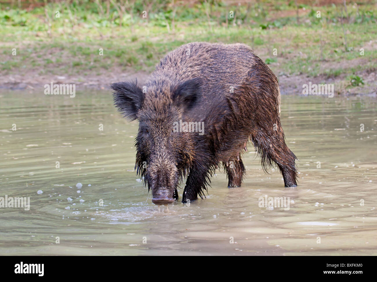 Wildschwein im Wasser - Sus scrofa Stockfoto
