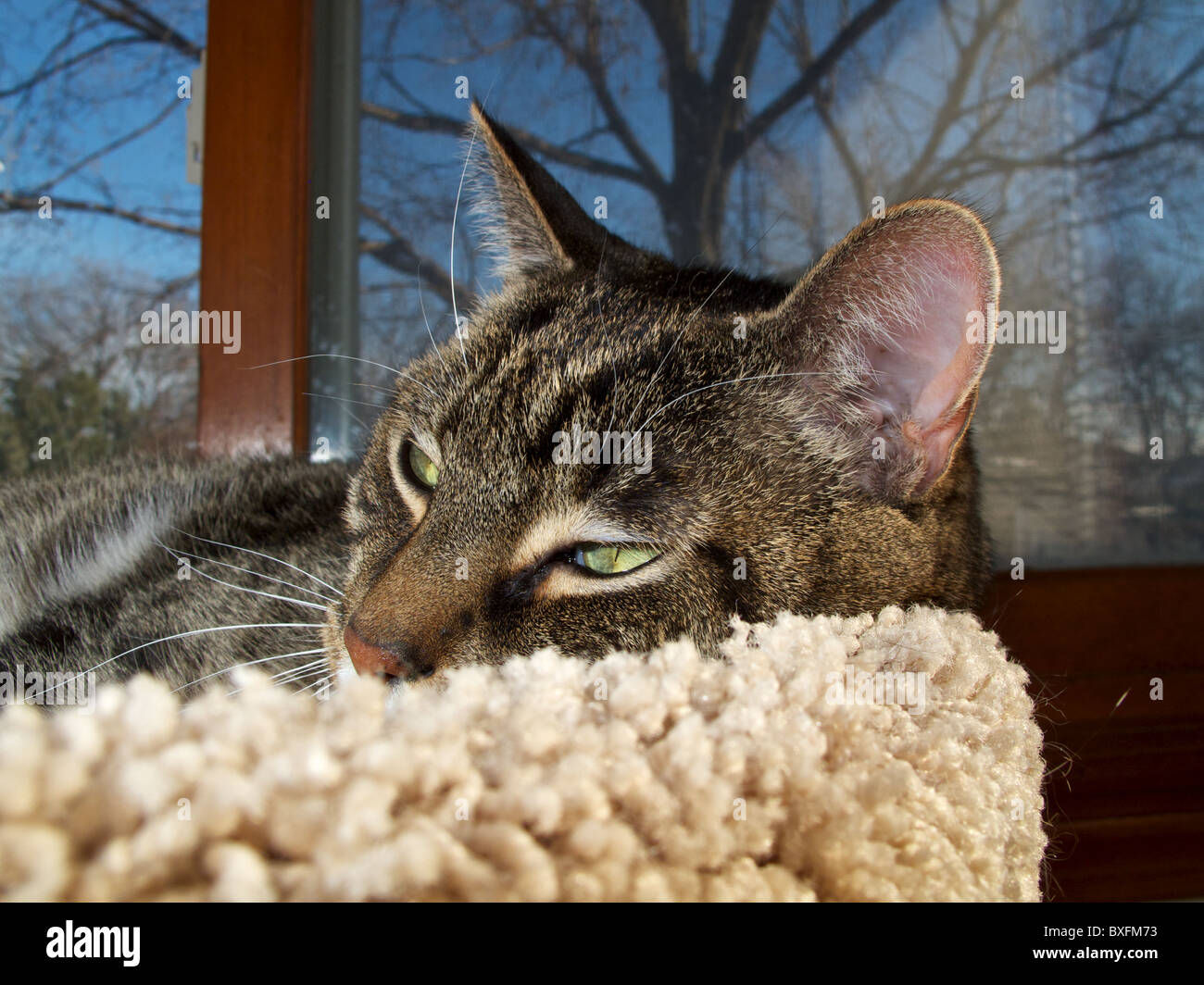 Braun Tabby Katze. Dösen in der Nähe von Fenster an einem sonnigen Tag. Stockfoto
