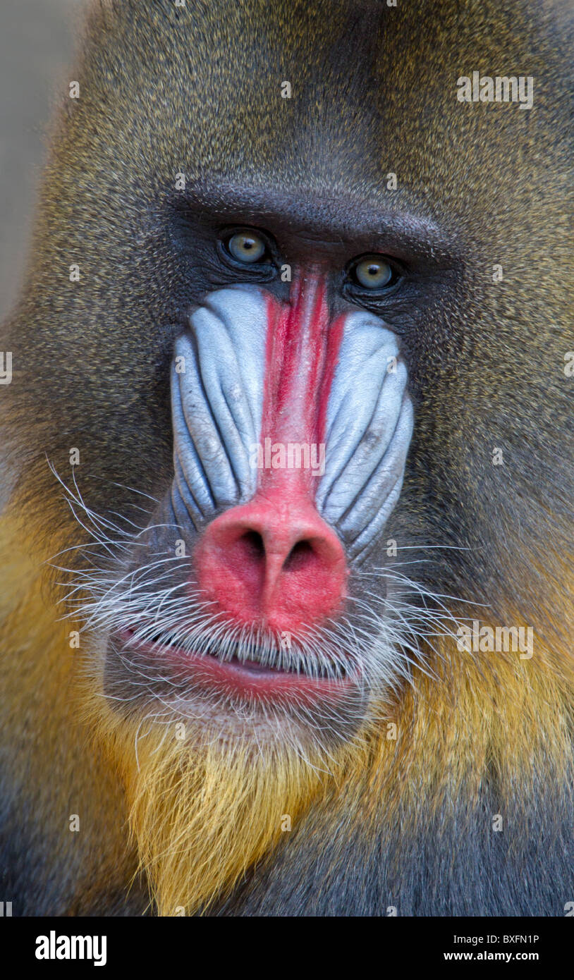 Porträt eines männlichen Mandrill - Mandrillus sphinx Stockfoto