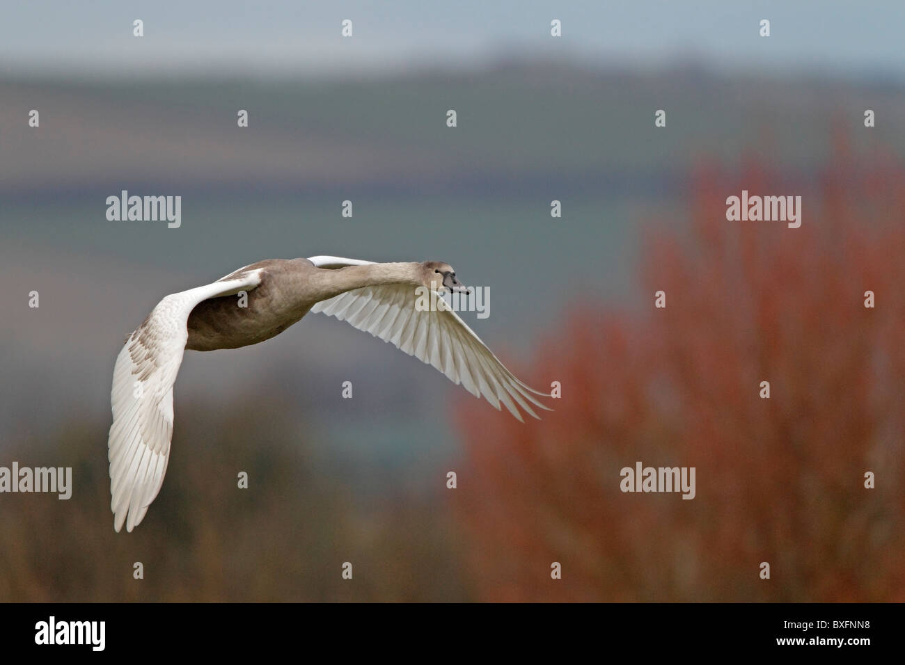 Juvenile Höckerschwan im Flug Stockfoto