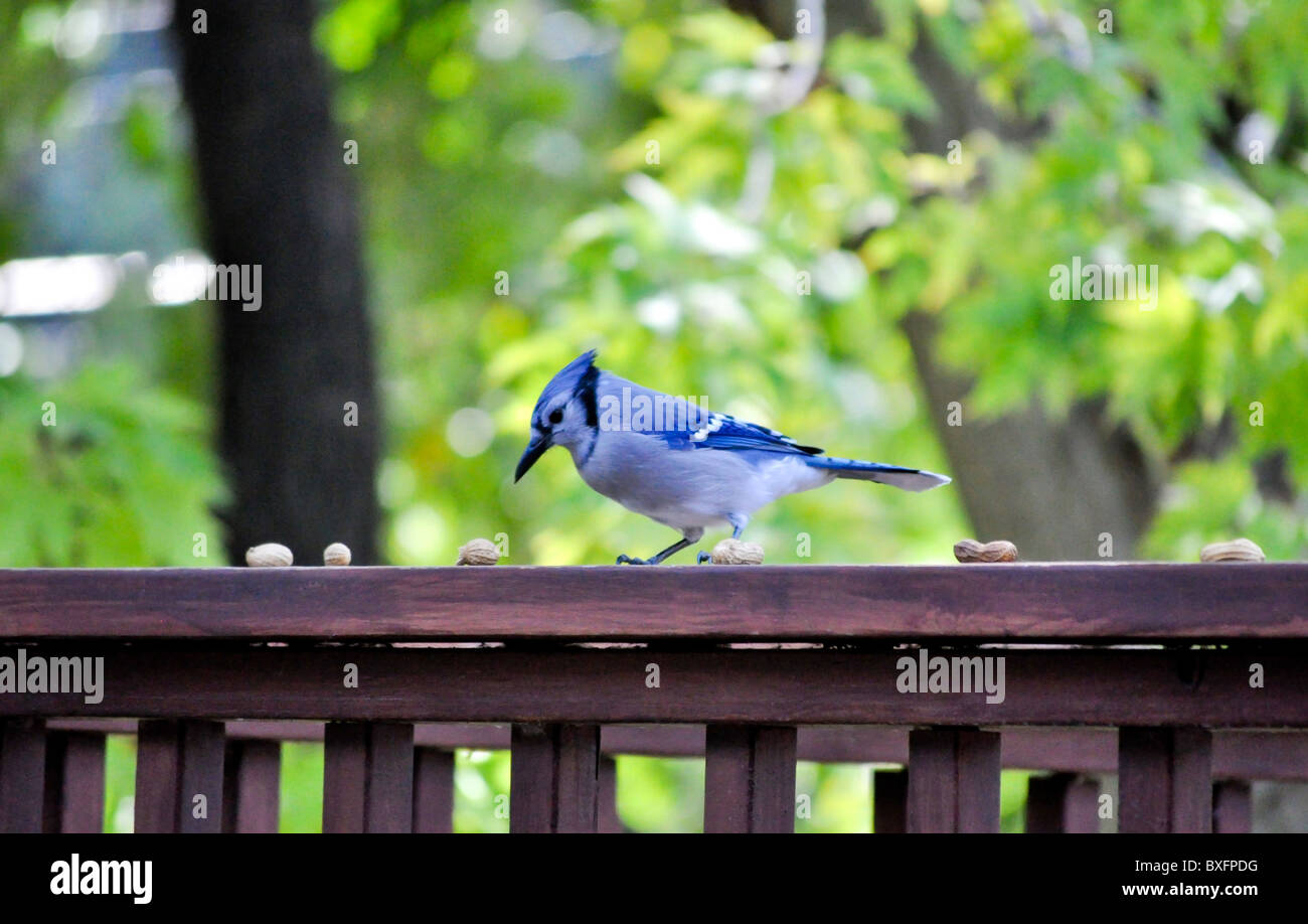 Blue Jay auf Deck Schiene mit Erdnüssen Stockfoto