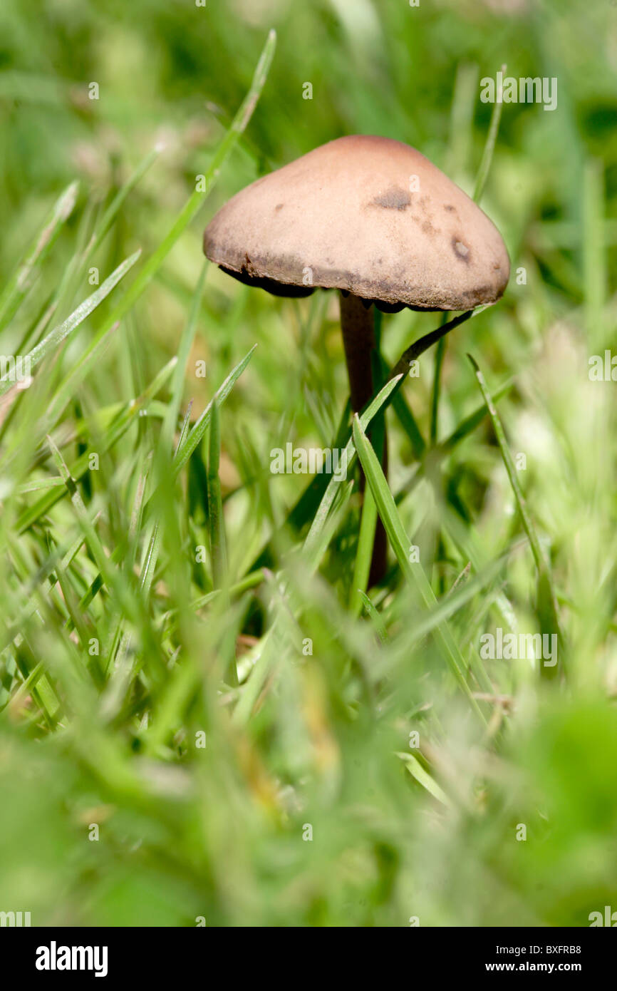 Pilz wächst Gras großaufnahme, England, UK Stockfoto