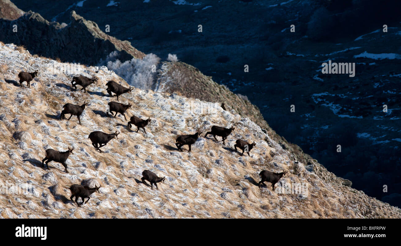 Eine Herde von Gemsen auf der Flucht im Chaudefour-Tal (Auvergne-Frankreich). Harde de Chamois Prenant la Fuite (Auvergne-Frankreich). Stockfoto