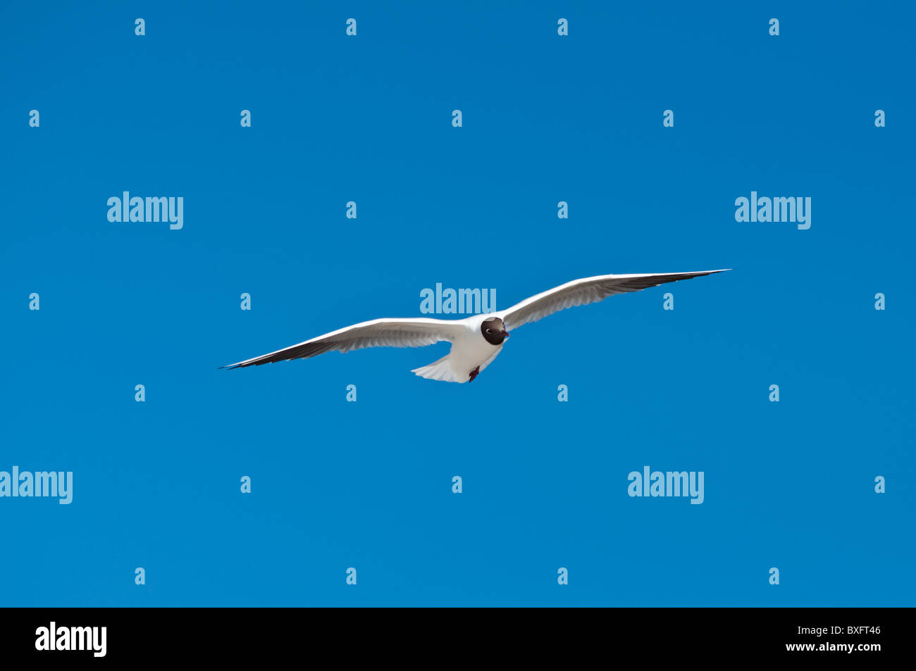 Möwen fliegen in der Luft und blauer Himmel Stockfoto