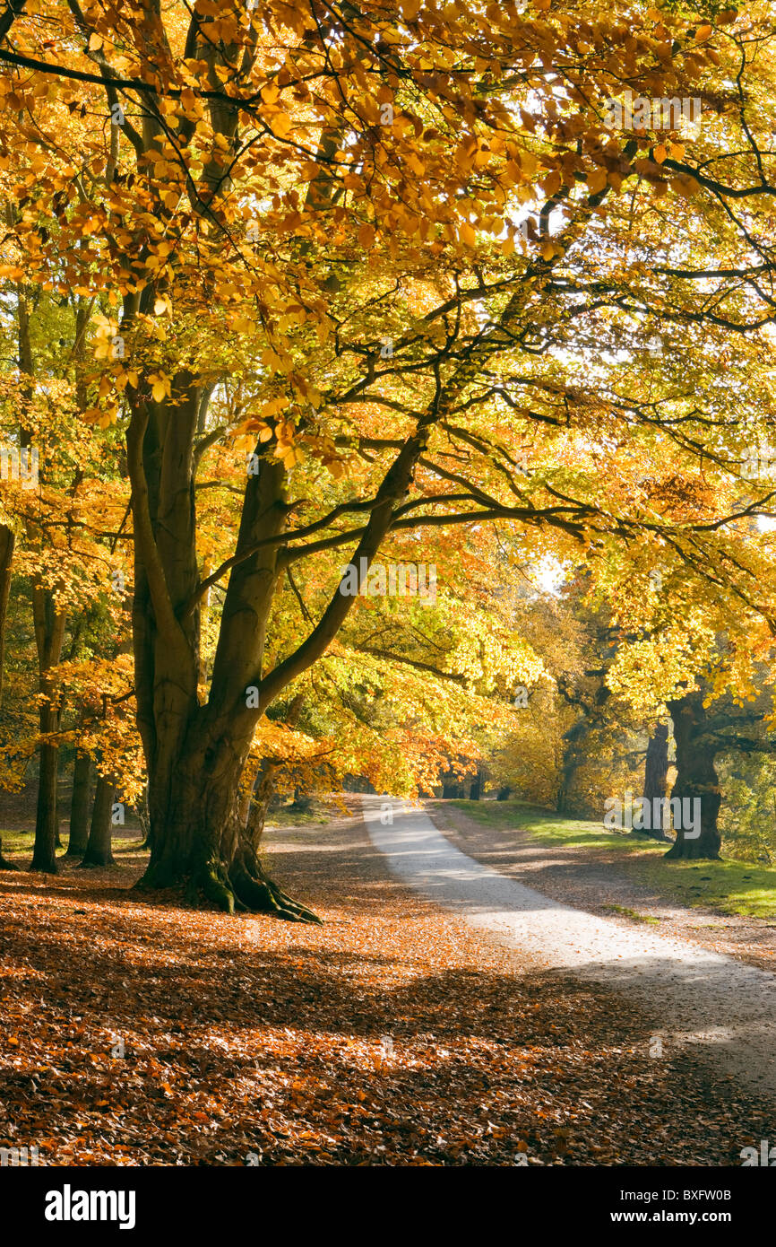 Herbst in Virginia Water, Surrey, UK. Buche Bäume. Stockfoto