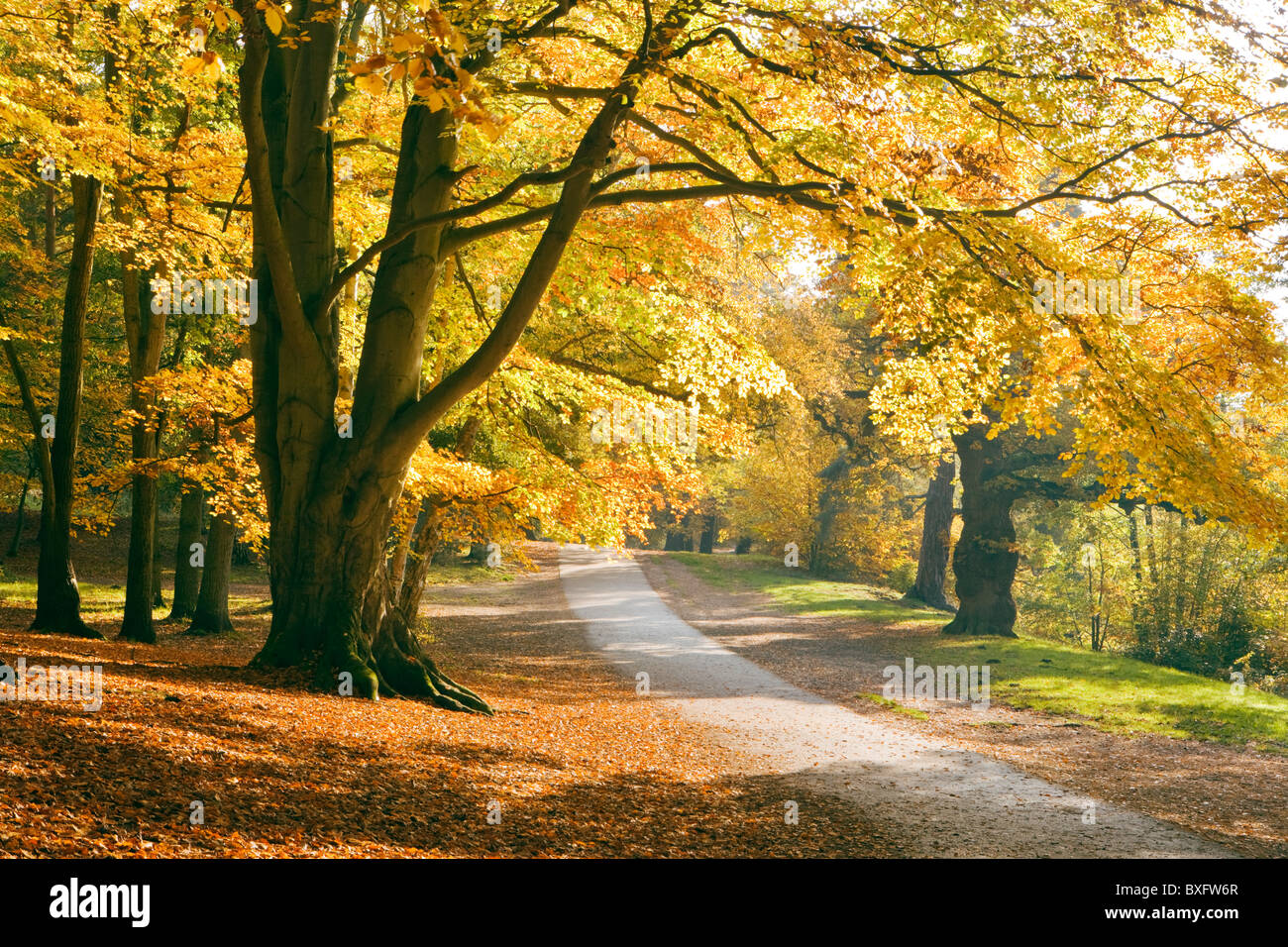 Herbst in Virginia Water, Surrey, UK. Buche Bäume. Stockfoto