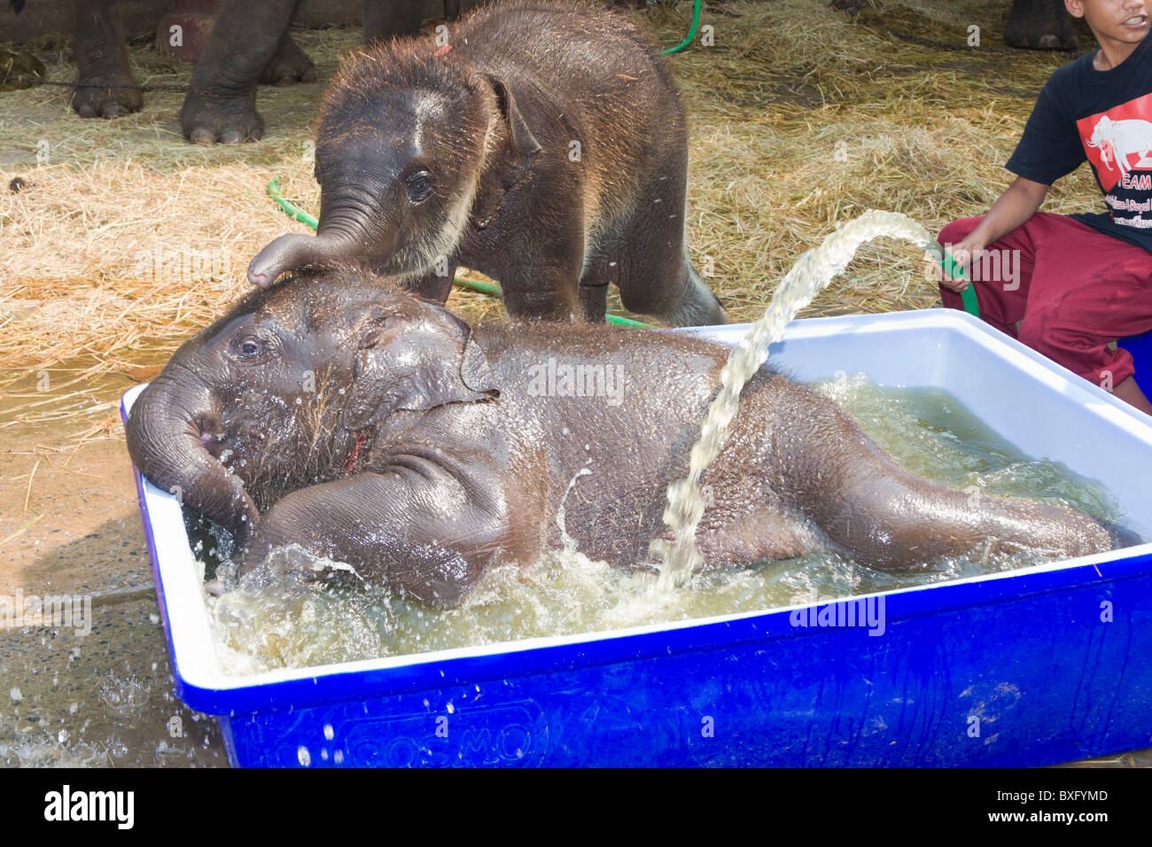 Baby-Elefanten (fünf Monate alt) spielen in Plastikeimer gefüllt mit Wasser zu bleiben, Elefant, Elephant Conservation Center, Thailand Stockfoto