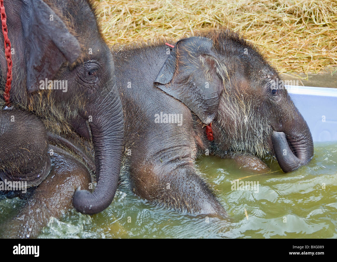 Baby-Elefanten (fünf Monate alt) spielen in Plastikeimer gefüllt mit Wasser zu bleiben, Elefant, Elephant Conservation Center, Thailand Stockfoto