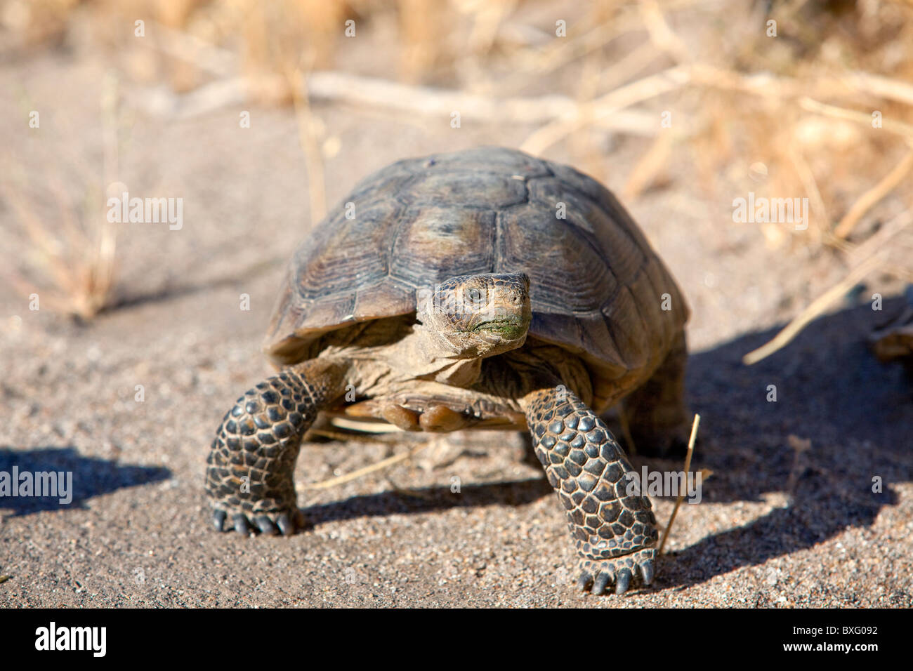 Eine vom Aussterben bedrohte Wüste Schildkröte im Anza Borrego Desert State Park, Kalifornien. Stockfoto