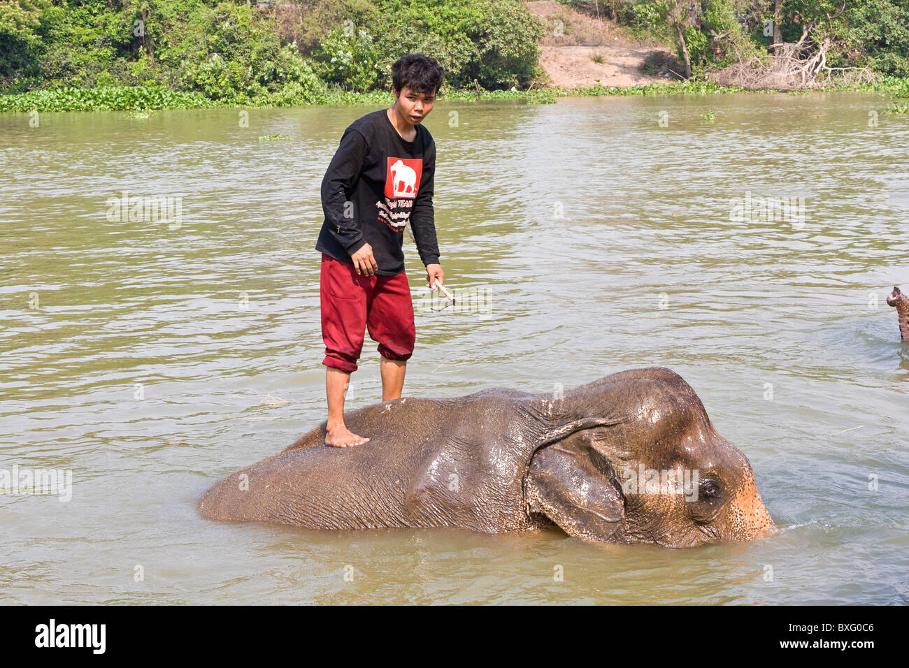 Elefanten reiten, wie sie in einem Fluss bei Elefanten bleiben, ein Elephant Conservation Center in Bangkok, Thailand schwimmen Stockfoto