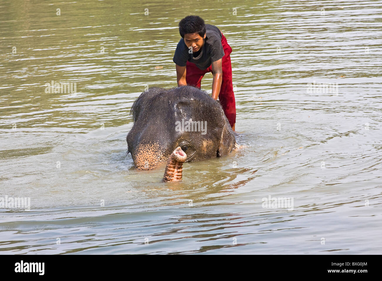 Elefanten reiten, wie sie in einem Fluss bei Elefanten bleiben, ein Elephant Conservation Center in Bangkok, Thailand schwimmen Stockfoto