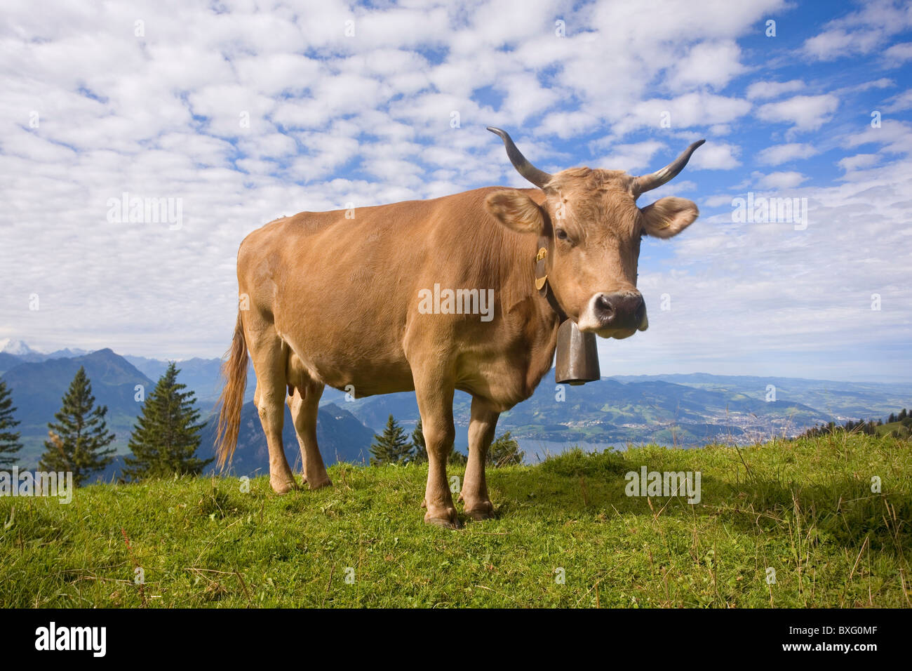 Alpine Kuh mit Glocke auf der Rigi, mit Blick auf den Vierwaldstättersee, Schweiz Stockfoto