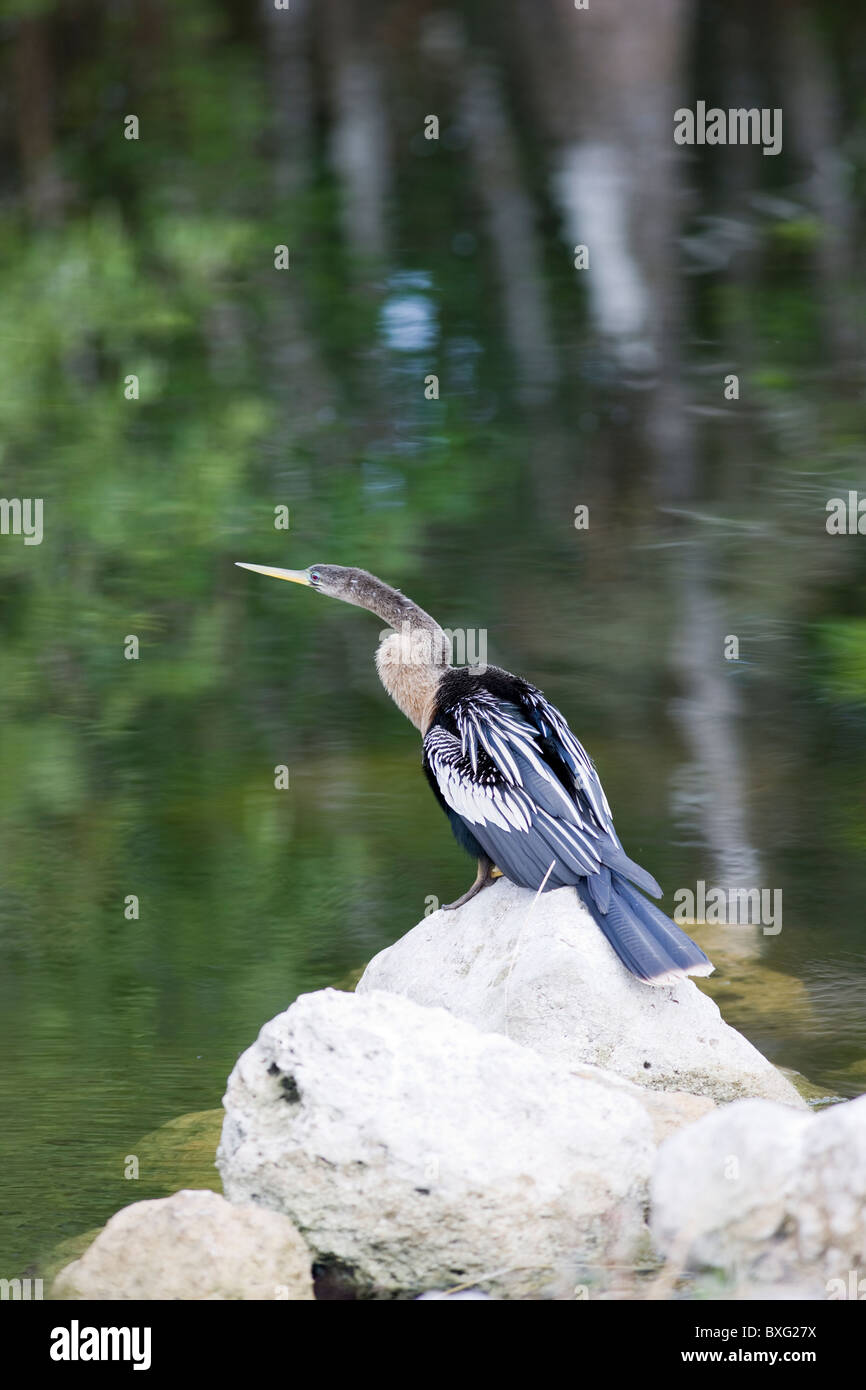 Anhinga Snakebird Darter, Anhinga Anhinga in den Everglades, Florida, Vereinigte Staaten von Amerika Stockfoto