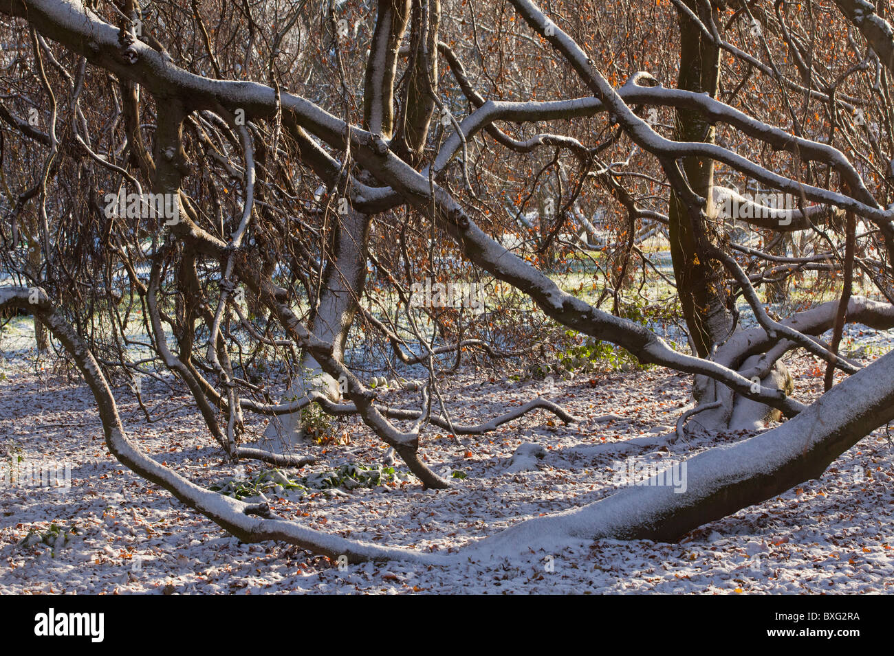 Hängende Form der Rotbuche, Fagus Sylvatica "Pendel" im Schnee; Kew Gardens. Stockfoto