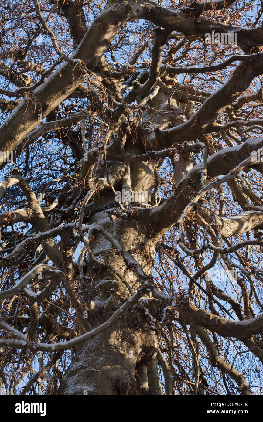 Hängende Form der Rotbuche, Fagus Sylvatica "Pendel" im Schnee; Kew Gardens. Stockfoto