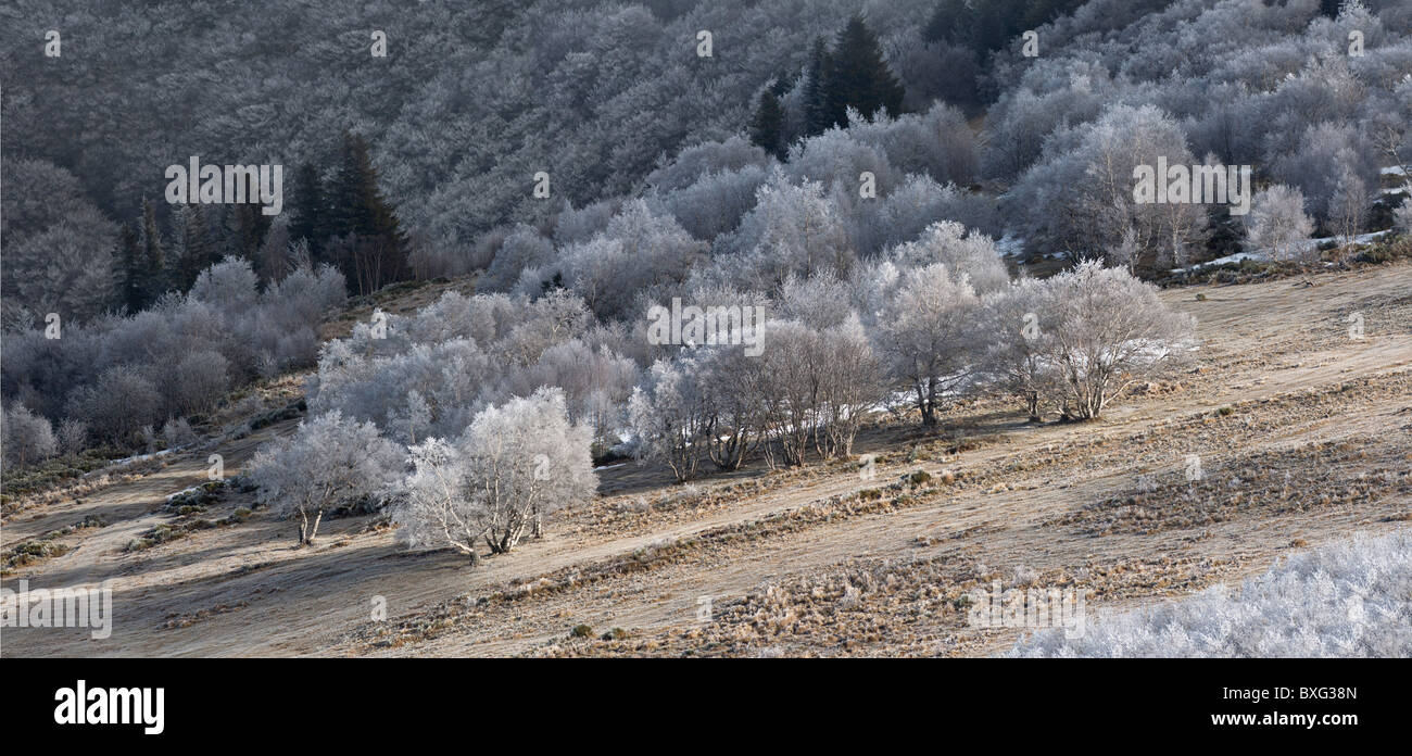 Ein Birkenwald (Betula SP.) bedeckt in Frost im Chaudefour-Tal (Auvergne - Frankreich). Forêt de Bouleaux Givrés (Auvergne). Stockfoto