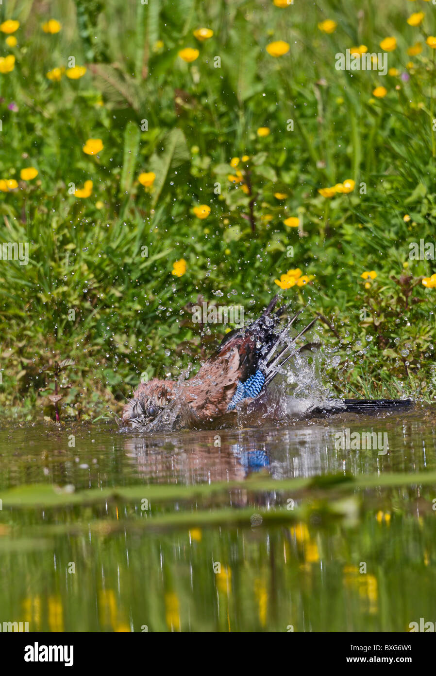 Der teichwiese Stockfotos und bilder Kaufen Alamy