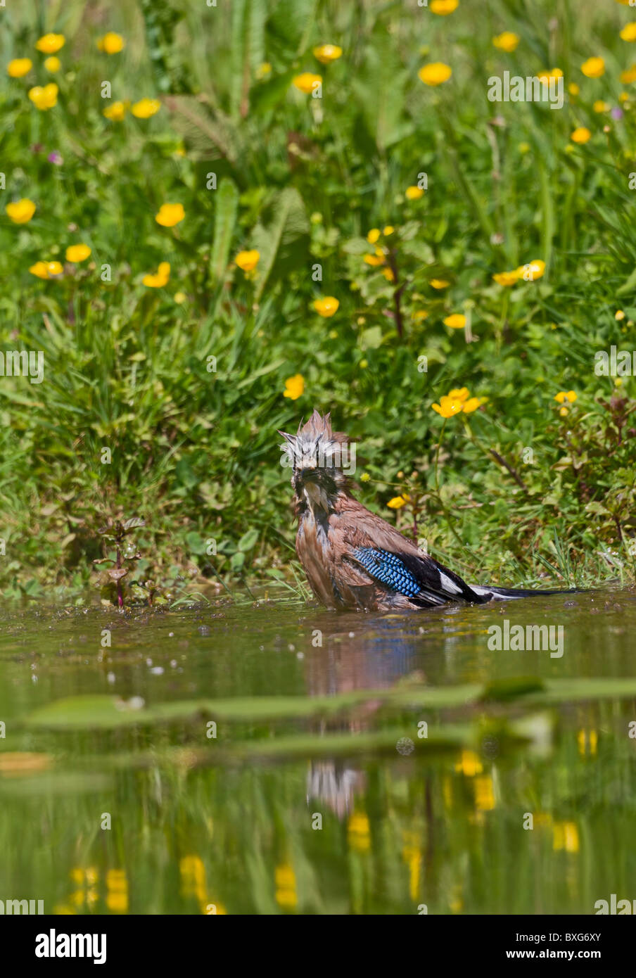 Der teichwiese Stockfotos und bilder Kaufen Alamy