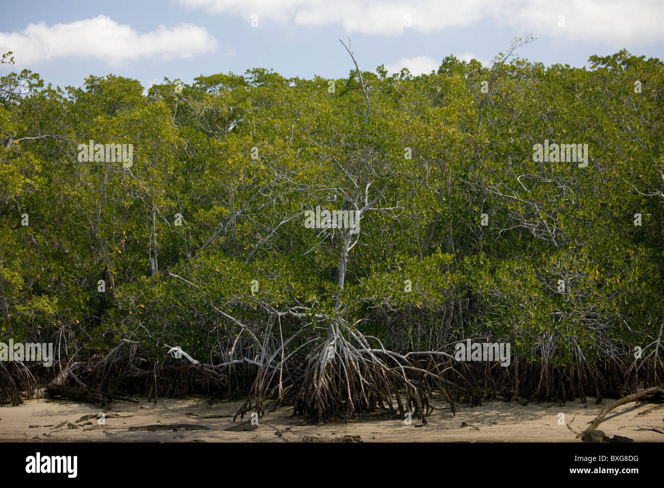 Mangroven, Ten Thousand Islands, Florida Everglades, USA Stockfoto