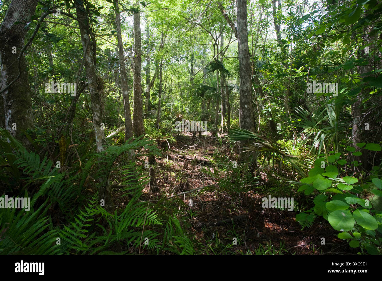 Sabal Palmen, Sabal Palmetto, von Big Cypress Bend Boardwalk am Fakahatchee Strand, Florida Everglades, USA Stockfoto