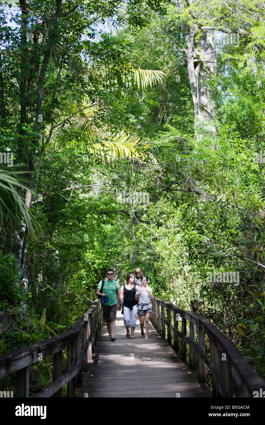 Touristen auf der Big Cypress Bend Boardwalk am Fakahatchee Strand, die Everglades, Florida, Vereinigte Staaten von Amerika Stockfoto