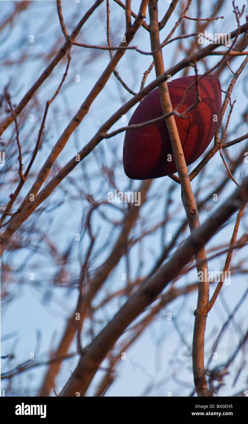 US-amerikanischer American-Football gefangen in den Gliedern eines Baumes Stockfoto