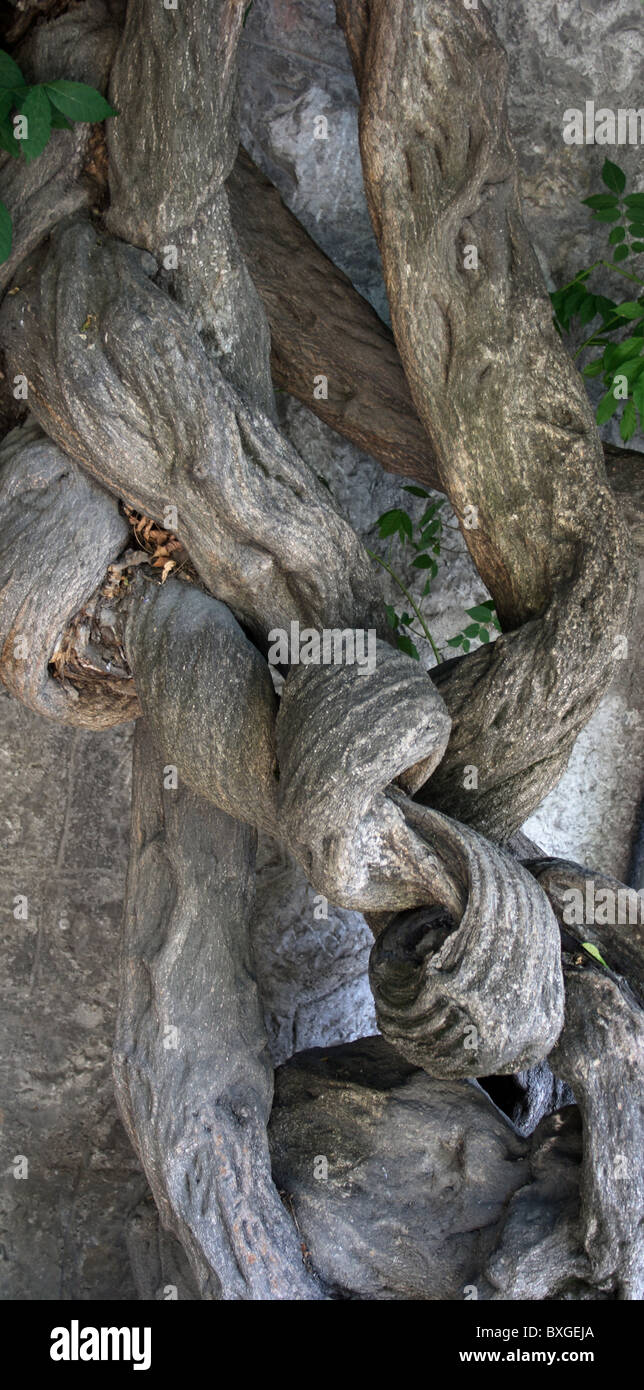gebundenen Baumstämmen Stockfoto