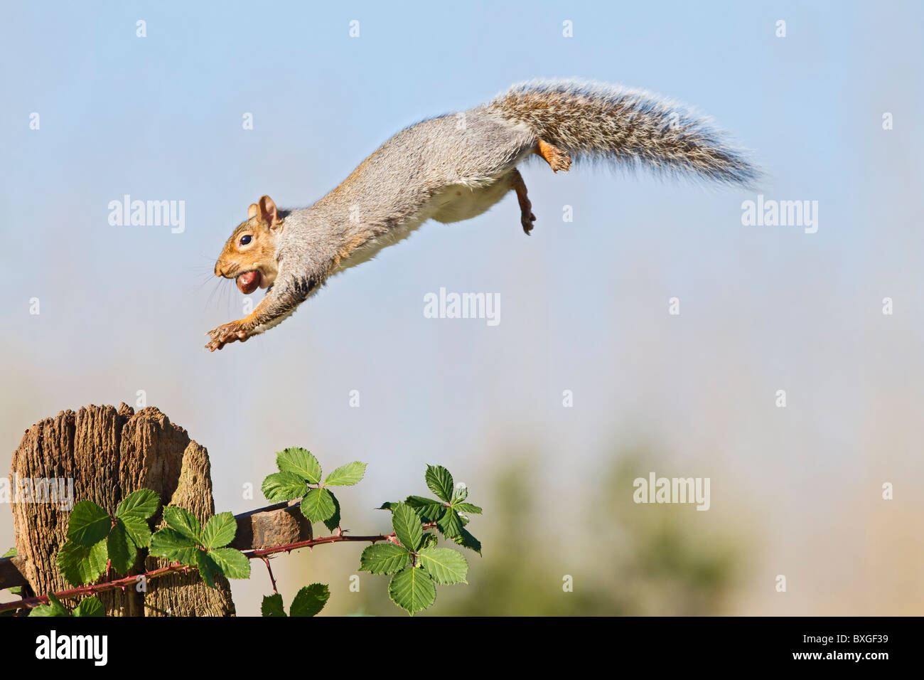 Grau-Eichhörnchen (Sciurus Carolinensis) springen zu Pfosten Stockfoto