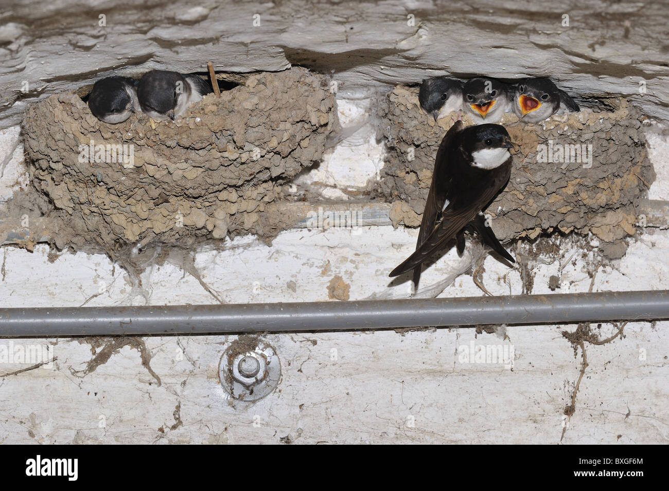 Nördlichen Mehlschwalbe - gemeinsame Mehlschwalbe - Europäische Mehlschwalbe (Delichon Urbicum) Erwachsenen Fütterung Küken im nest Stockfoto