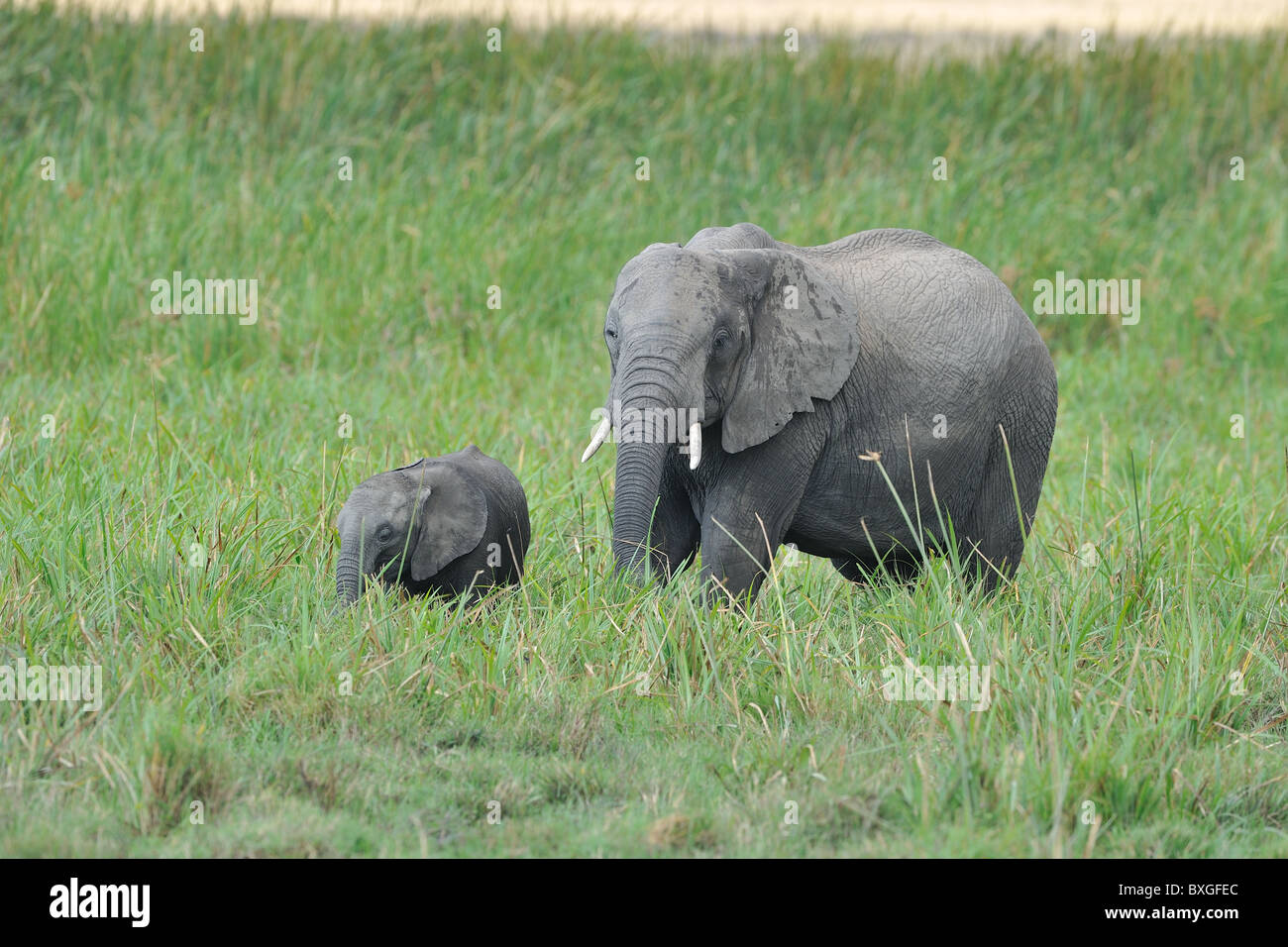 Afrikanischer Bush Elefant - Savanne Elefanten - Bush Elefant (Loxodonta Africana) Mutter und ihre Jungen in einem Sumpf Weiden Stockfoto