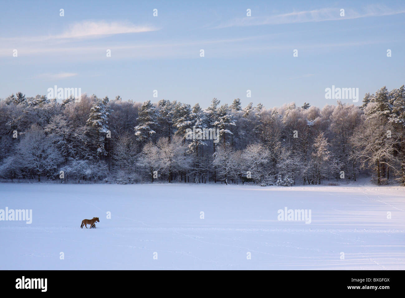 Walking-Pferd in der Schnee-Miniatur Stockfoto