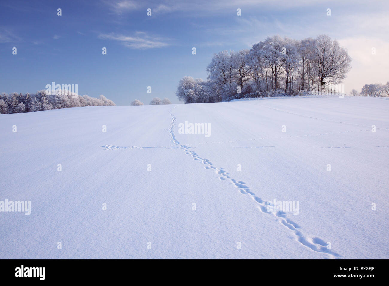 Fußspuren im Schnee in Richtung Horizont und Wäldchen von Bäumen führt. Stockfoto