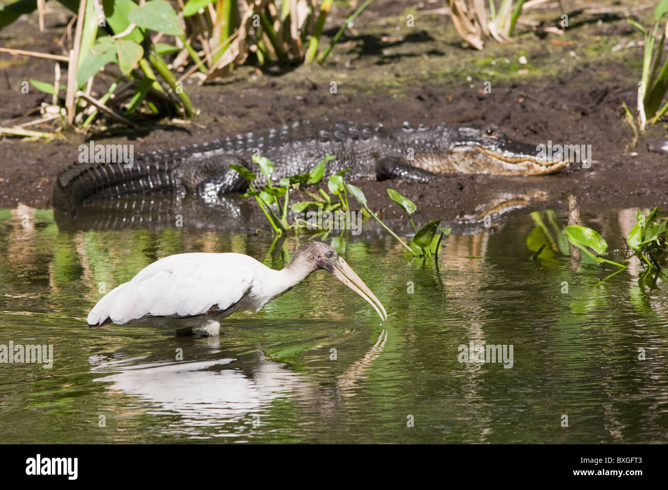 Krokodil, Holz-Storch vom Aussterben bedrohte Arten im Big Cypress biegen, Fakahatchee Strand, die Everglades, Florida, USA Stockfoto