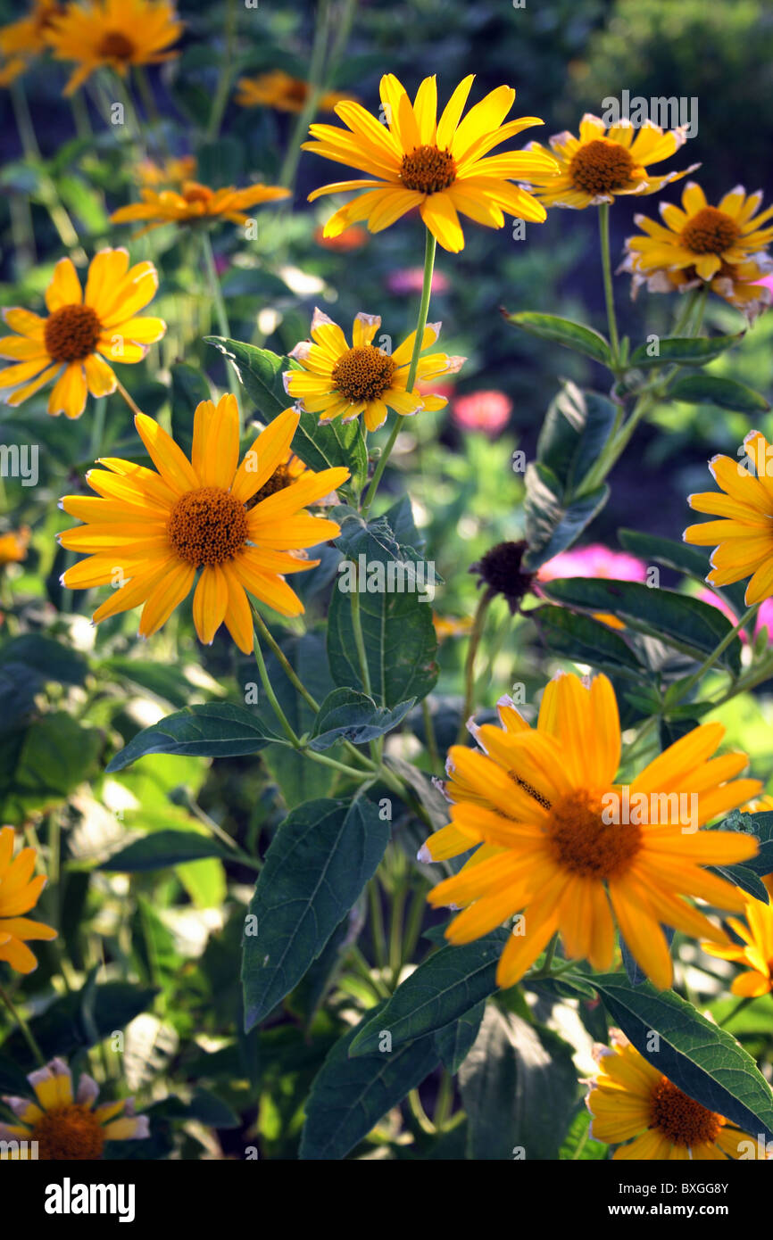 Heliopsis Hеlianthoidеs - glatte Oxeye Oxeye Sonnenblume, falsche Sonnenblume Stockfoto