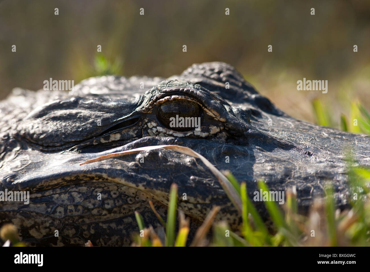 Alligator die Everglades, Florida, Vereinigte Staaten von Amerika Stockfoto