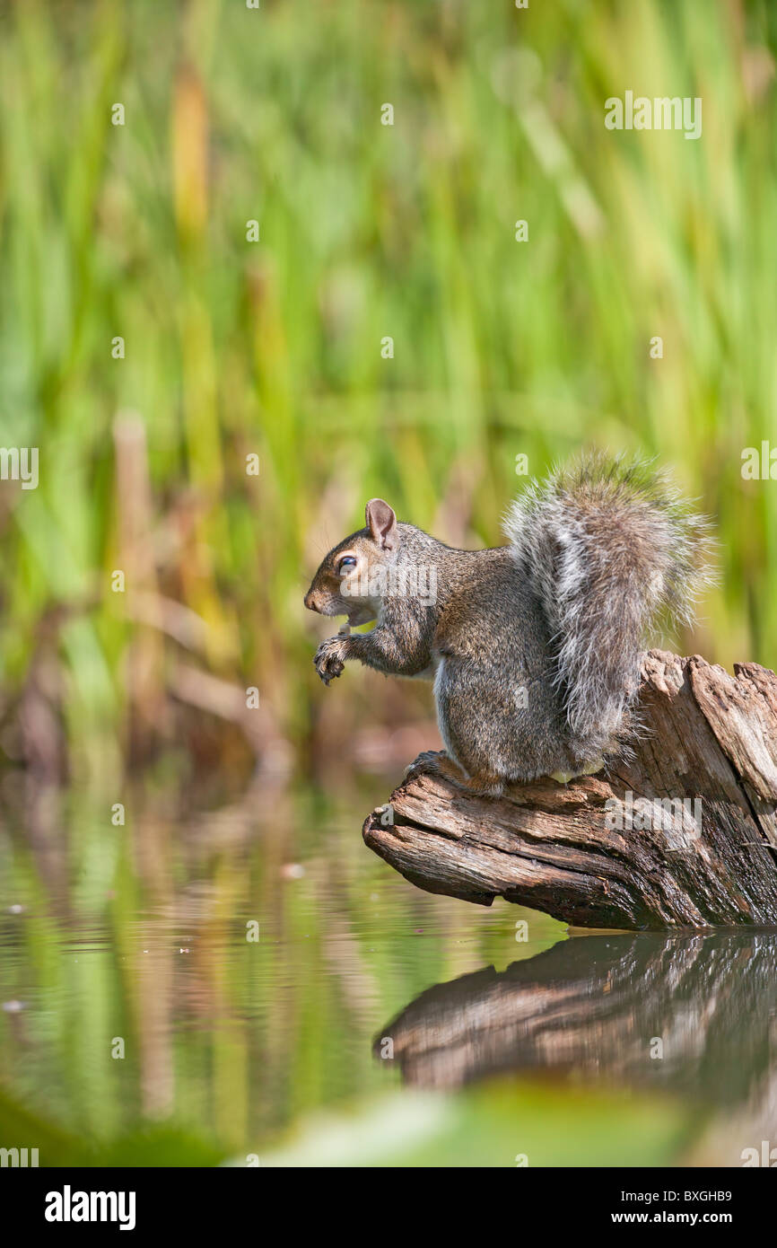 Grau-Eichhörnchen (Sciurus Carolinensis) auf Baumstumpf im Teich Stockfoto