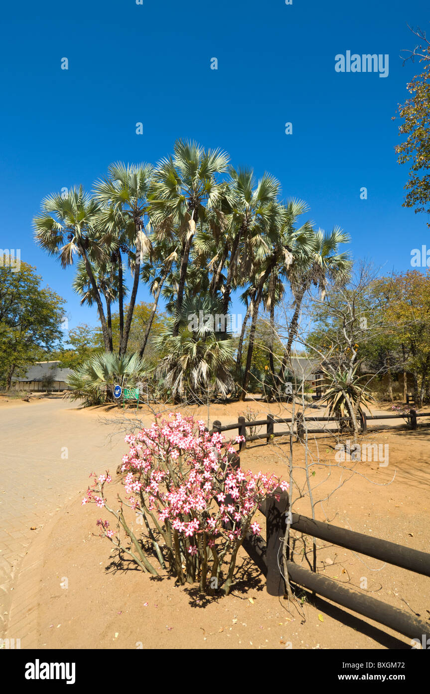 Shingwedzi Rest Camp Kruger Nationalpark in Südafrika Stockfoto