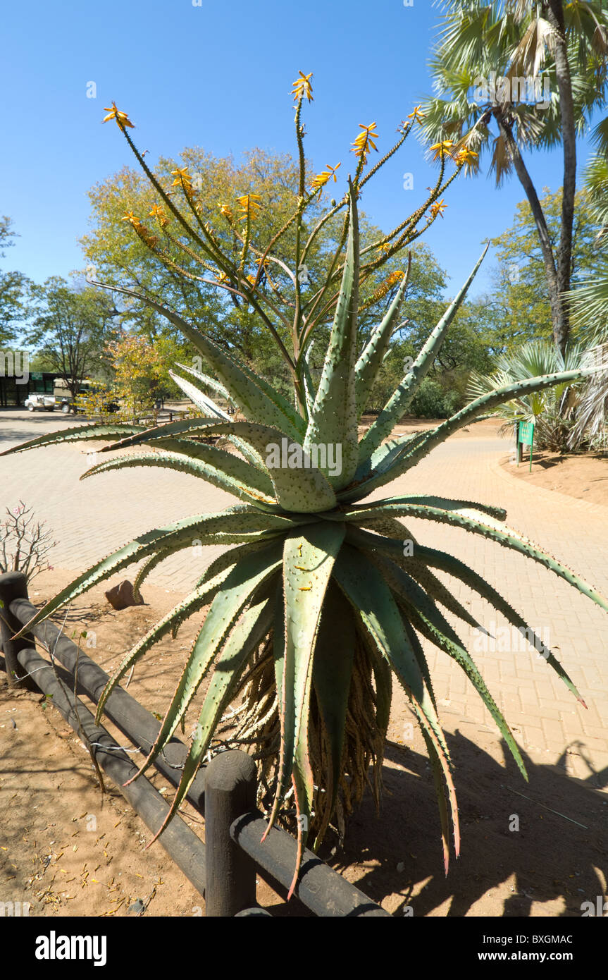 Shingwedzi Rest Camp Kruger Nationalpark in Südafrika Stockfoto