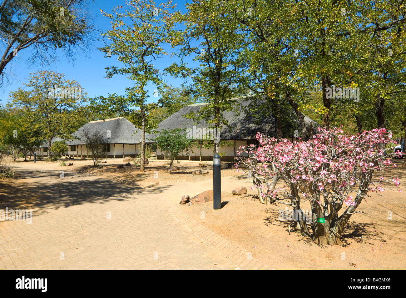 Shingwedzi Rest Camp Kruger Nationalpark in Südafrika Stockfoto